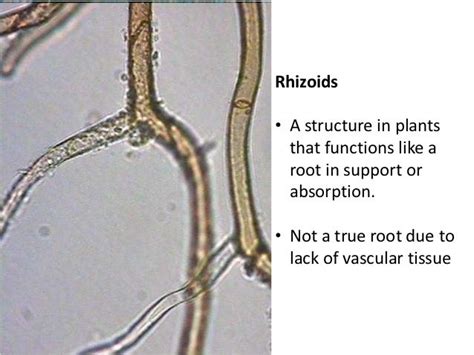 Bio 124 Lab Exam 2 Study Guide