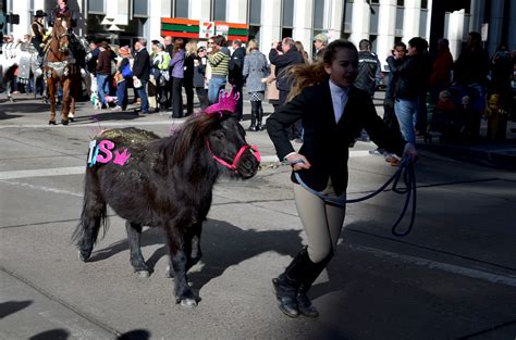 National Western Stock Show Parade | Denver Public Library Special Collections and Archives