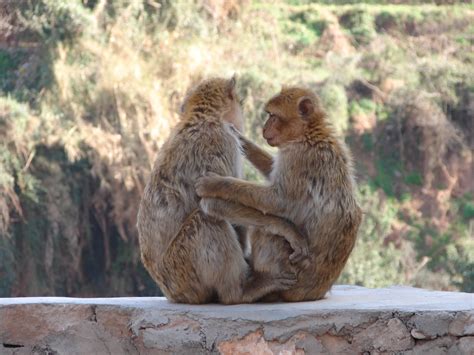 File:Monkey Hugs! (2168847116).jpg - Wikimedia Commons