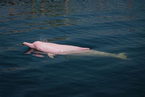 Louisiana Locals Surprised by Pink Dolphins Swimming in River on Video - Men's Journal