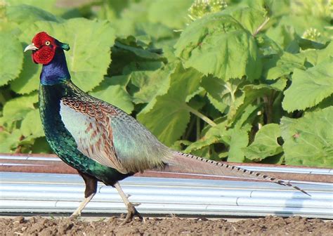 Green Pheasant, the Japanese National Animal