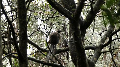 Superb lyrebird mimicry 2 - YouTube