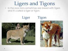 Ligers and Tigons. Male ligers look kind of funny, like their mane can't decide how to be. | I ...