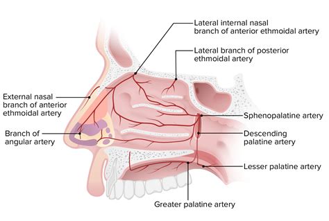 Nose Anatomy (External & Internal) | Concise Medical Knowledge