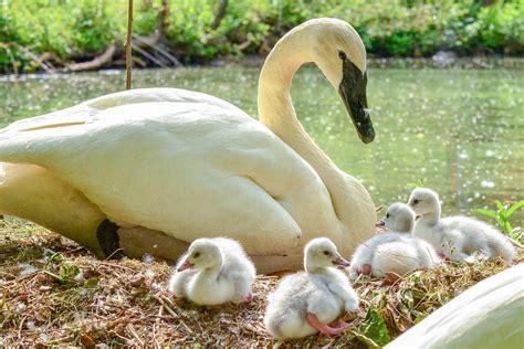 Trumpeter Swan | The Maryland Zoo