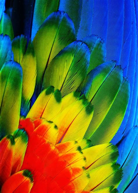 Pin by Chelsea M on colorful | Parrot feather, Color me, World of color