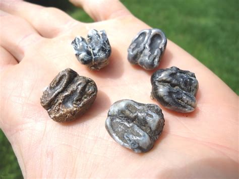 Five Choice Manatee Teeth | Recently Sold | FOSSILS | Prehistoric Florida