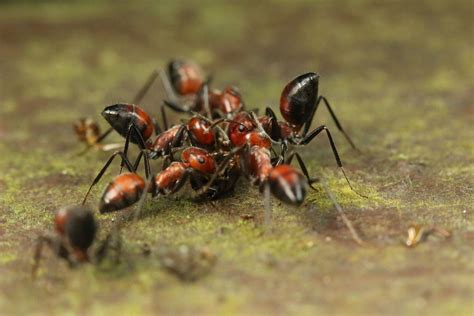 What Are Carpenter Ants Predators - Picture Of Carpenter