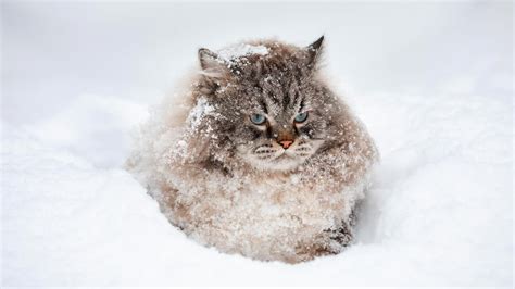 10 facts about Siberian cats, the most cold-resistant domesticated ...