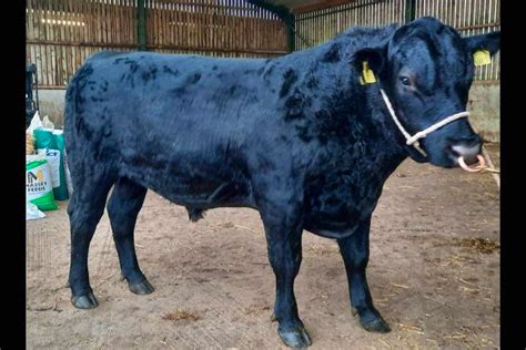 1 Pedigree Aberdeen Angus Breeding Bull, Young Bull | SellMyLivestock ...