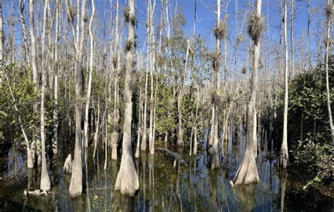 Spot These 10 Plants of the Everglades! - Florida Seminole Tourism