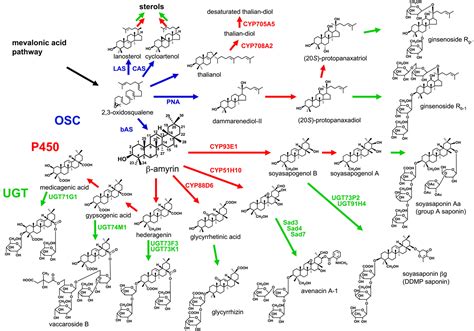 Frontiers | Triterpenoid Biosynthesis and Engineering in Plants | Plant Science