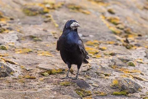 Rook | Bird Identification Guide | Bird Spot