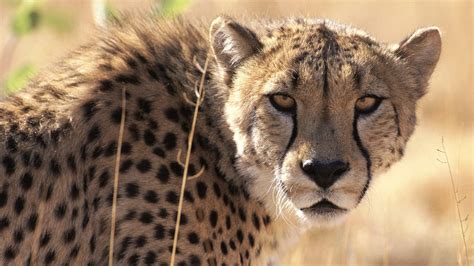 cheetah-africa – SA GUIDED TOURS