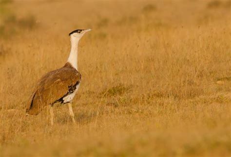 Native Animals of the Thar Desert