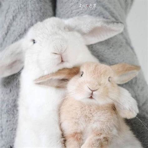 Sundays are for cuddling 🐰🐰 tag your cuddle bunny . . . . . 📸 via ...