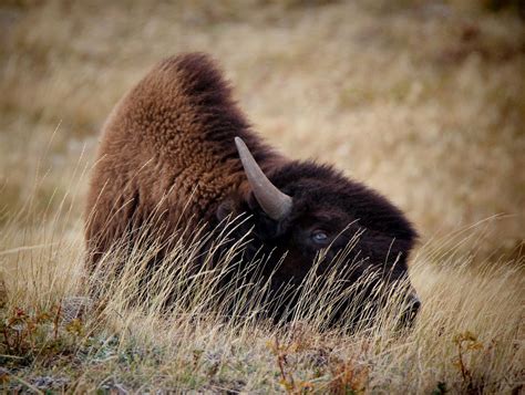 Waterton Lakes National Park | Bison in Repose | Waterton lakes national park, Wildlife photos ...