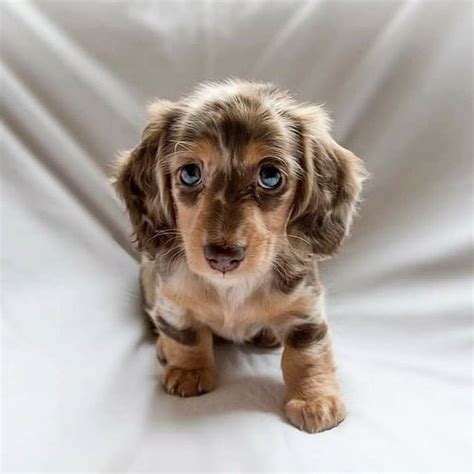 Dachshund Products, Apparel and Gifts | Dachshund-Central | Dachshund puppies, Cute animals ...