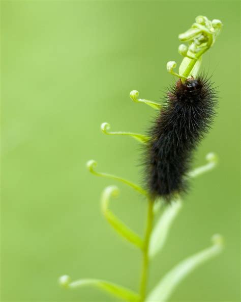 Black Fuzzy Caterpillar.tif | Meaghan Trust Photography