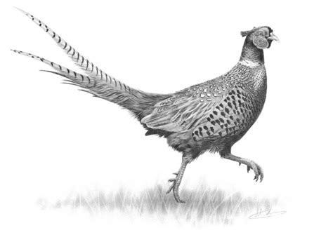 Strutting Pheasant | British wildlife, Hunting art, Animal drawings