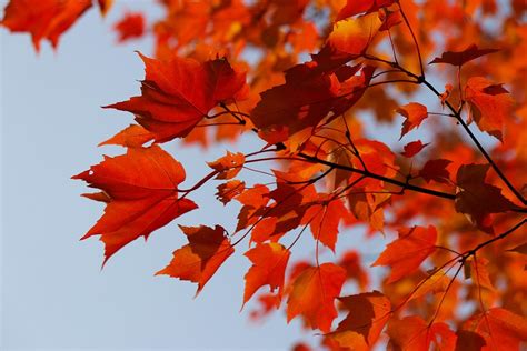 Tree Autumn Yellow · Free photo on Pixabay