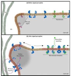 Review. Dare to change, the dynamics behind plasmodesmata-mediated cell-to-cell communication ...