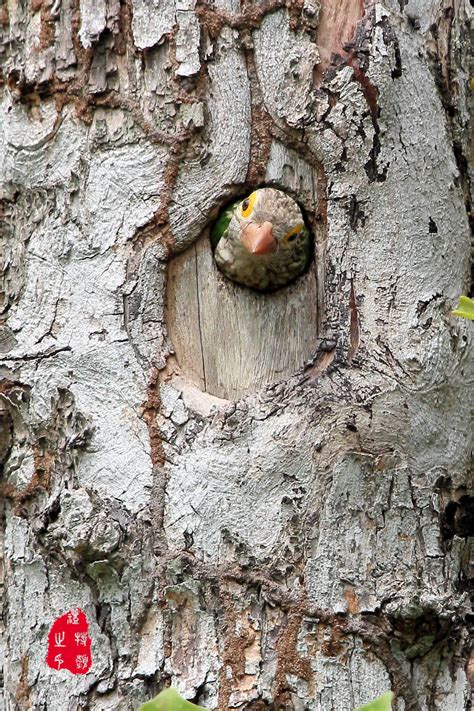 Lineated barbet 1 by PeacePhotoMan on DeviantArt