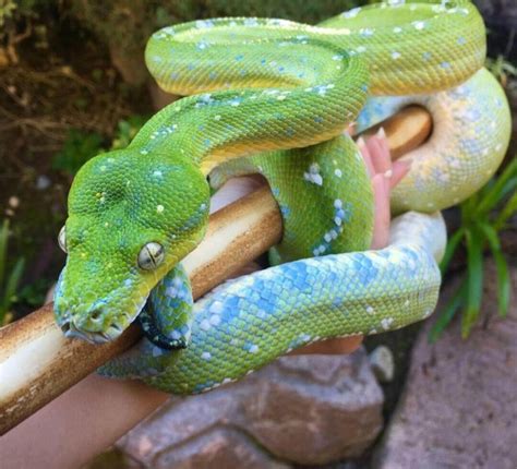 Green Tree Python Care Guide - CritterFam