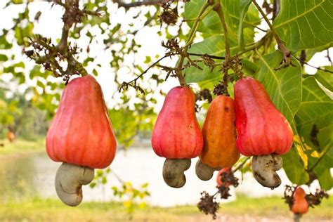 the fruit is hanging from the tree outside