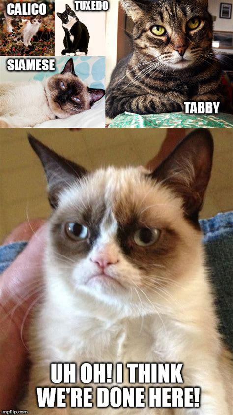 32+ Funny Tuxedo Cat Memes - Factory Memes