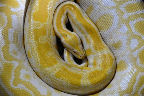 Yellow Snake Dream – Meaning and Symbolism - Dream Astro Meanings