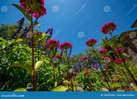 Bugs Eye View of Flowers in a Garden Stock Photo - Image of wide ...