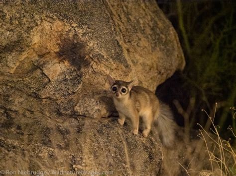 Ringtail | Arizona | Photos by Ron Niebrugge