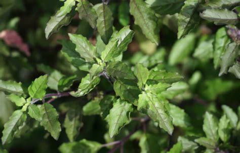 Surprising Health Benefits and Medicinal Uses of Tulsi Leaves