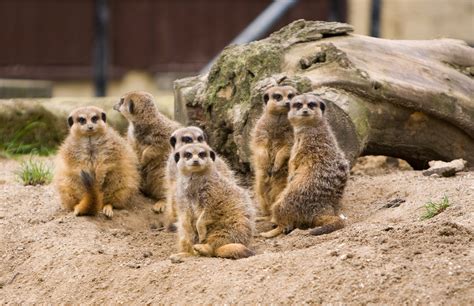 Meerkat Family Free Stock Photo - Public Domain Pictures