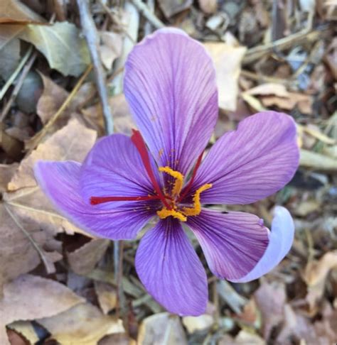 Saffron Crocus - The Daily Garden