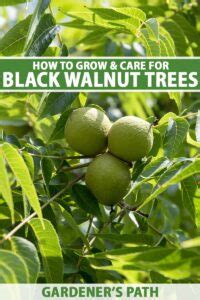 How to Grow and Care for Black Walnut Trees | Gardener’s Path