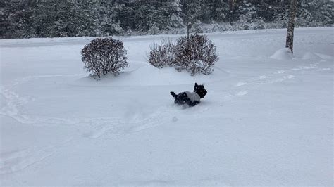 Snow totals in Maine from Sunday's winter storm | newscentermaine.com