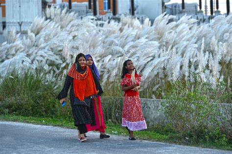 Asia Album: Enjoy the beauty of autumn -- Kans Grass flowers in Dhaka ...