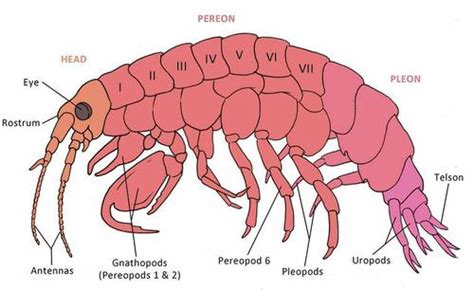 The Structure and Function of Exoskeletons – Nature Blog Network