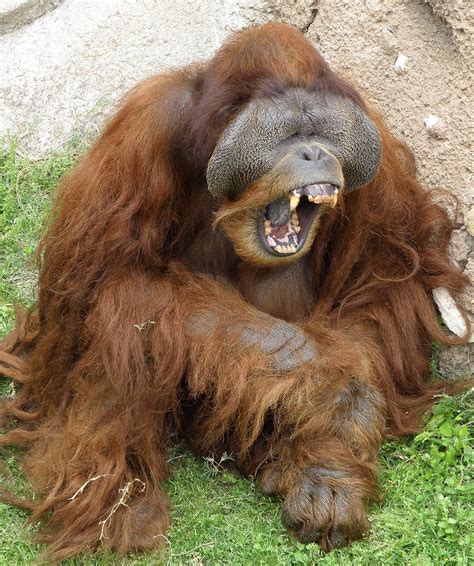 File:Male Orangutan.jpg