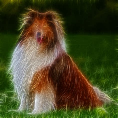 Shaggy Dog Portrait Free Stock Photo - Public Domain Pictures