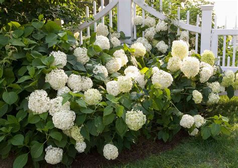 How to Get More Hydrangea Flowers | Better Homes & Gardens