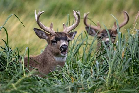 Sitka Blacktail Deer | ALASKA.ORG