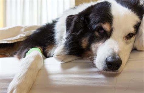 Dog Gagging, Dry Heaving, Coughing & Retching: What You Should Know