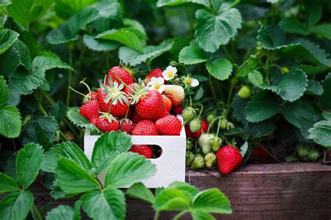 Growing Strawberries In Raised Beds - Healthier Steps