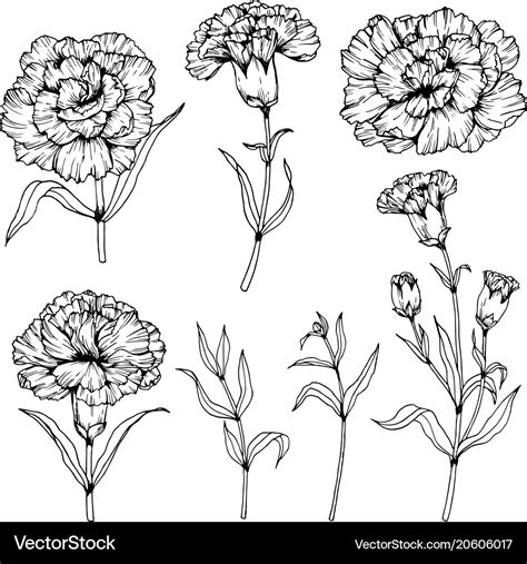 Carnation flower drawing Royalty Free Vector Image