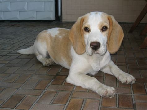 Beagle_tan-white - Pack of Pets