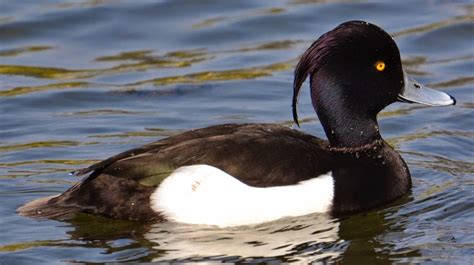 Bird of the Day: Tufted Duck