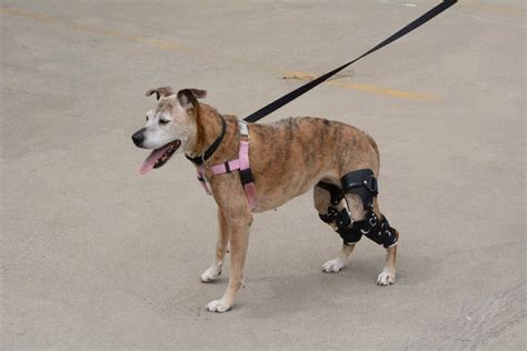 The 10 Best Knee Braces for Dogs in 2022 - PetMag